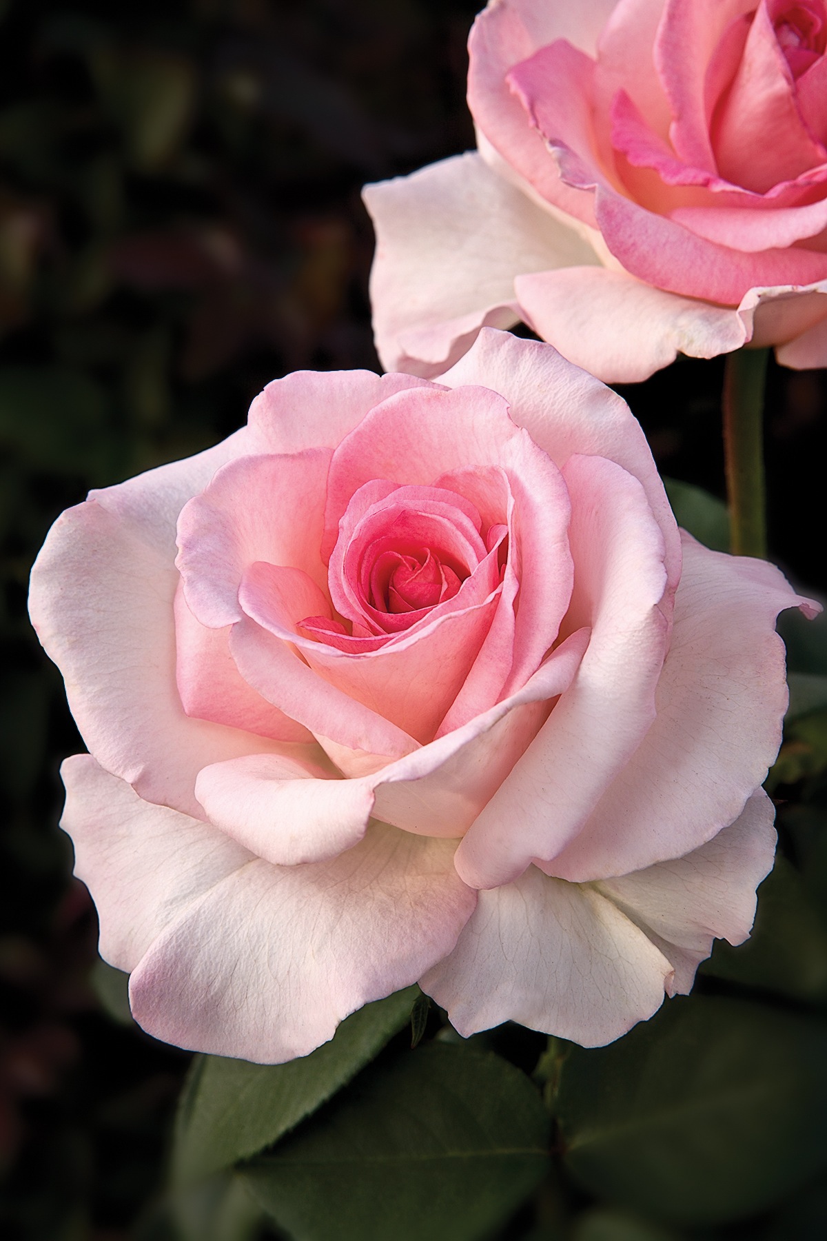 The Perfect Rose | Catalog - Red Roses
