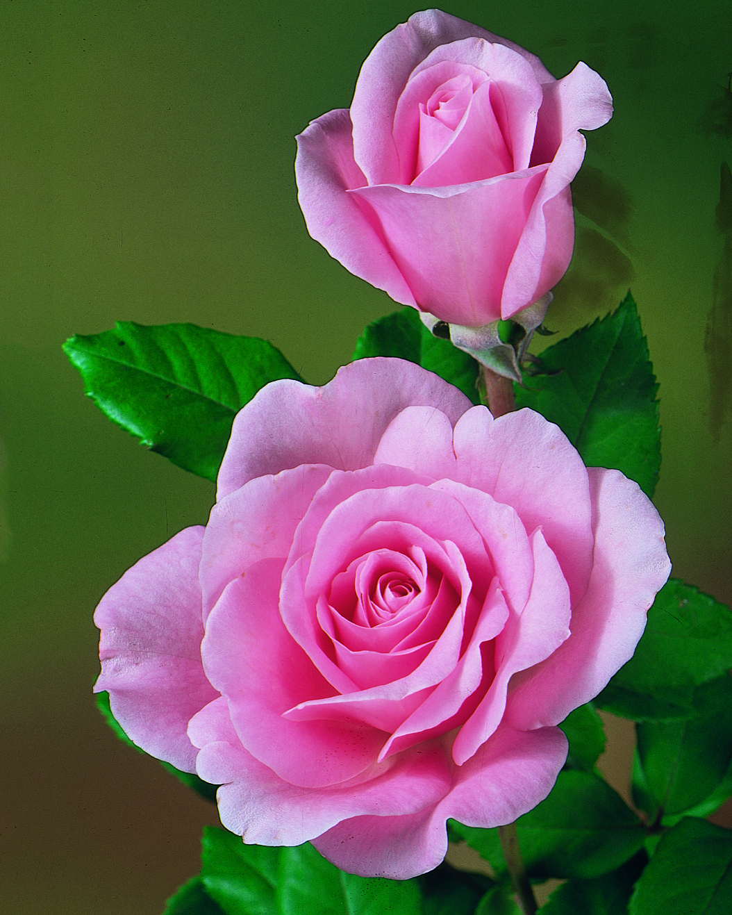 The Perfect Rose Catalog Red Roses