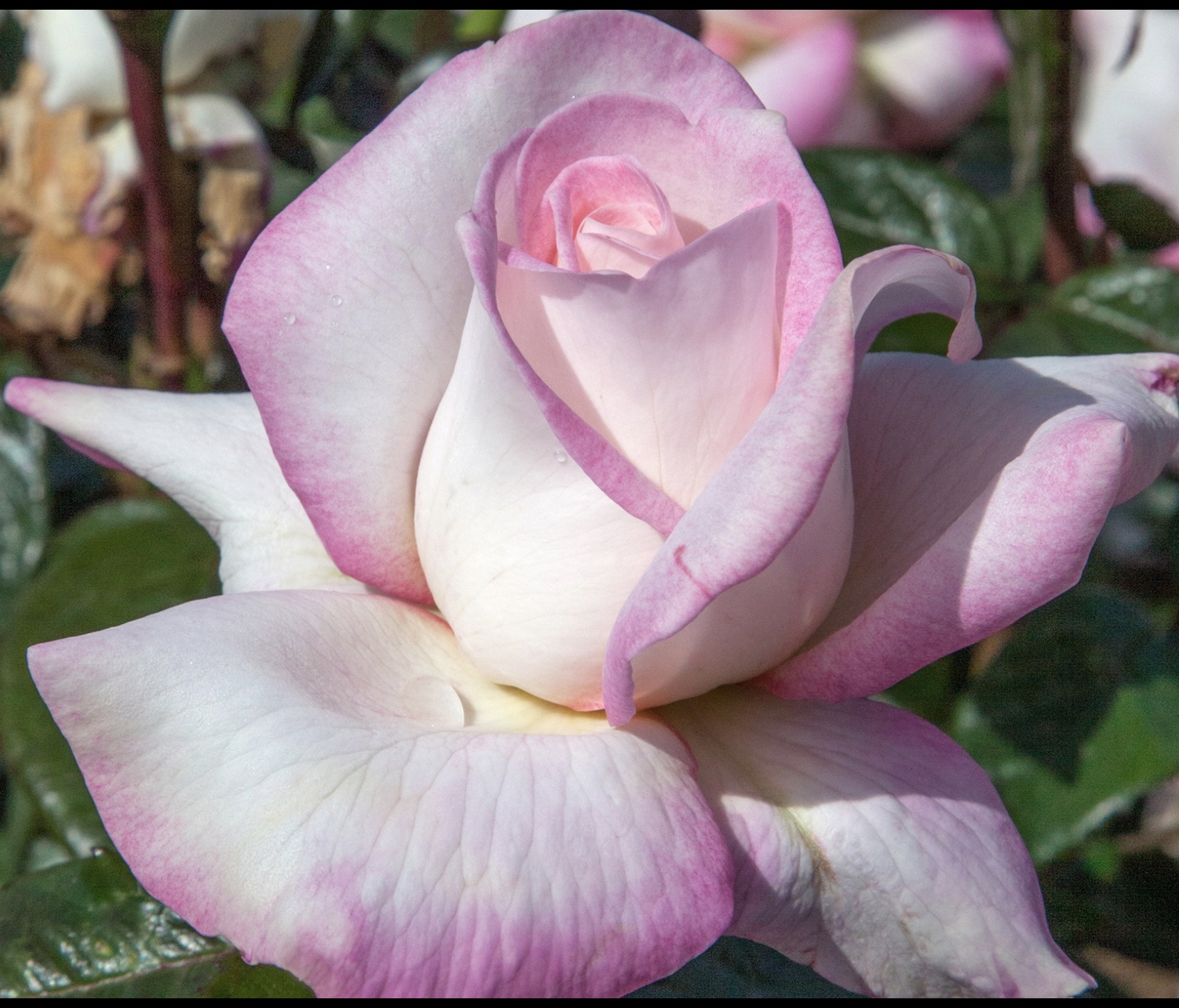 All My Loving Hybrid Tea Rose - Buy Roses